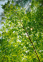 green leaves background