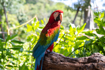 Close up portrait of colorful red, green and blue macaw parrot or Ara Ararauna on nature background.