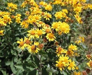 Many yellow flowers of mountain arnica