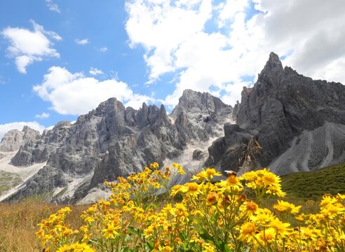 Arnica montana or mountain arnica is a yellow flower used in medicine and the Alps mountains