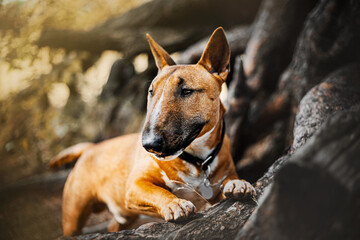 A cute ginger bull terrier puppy stands with its front paws on the old large roots of a pine tree...