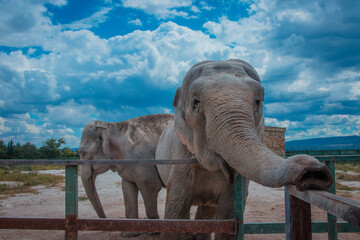 Fototapeta na wymiar elephant in safari park
