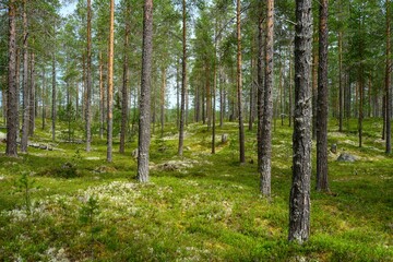 Beautiful shot of the tree barks in the forest close to Lofssjon in Lofsdalen, Sweden