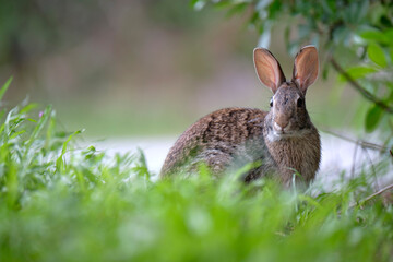 Grey small hare eating grass on summer field. Wild rabbit in nature