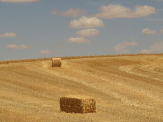 bales in the field
