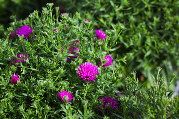 Aster lateriflorus 