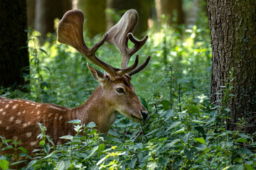 Damhirsch mit Geweih und geflecktem Sommerhaarkleid in Nahaufnahme inmitten von hohen Pflanzen im...