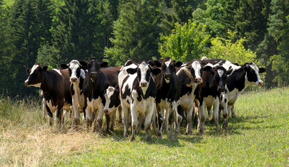 Kleine Gruppe schwarz-weißer Kühe, die nebeneinander auf einer Wiese vor Bäumen stehen und in die Kamera schauen