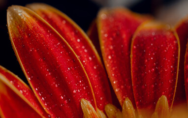 Red gerbera flower with drops on the petals.