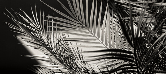 Obraz premium The shadow of the branches of a palm tree on the gray concrete.