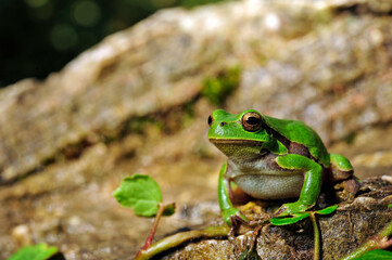 European tree frog // Europäischer Laubfrosch (Hyla arborea) 
