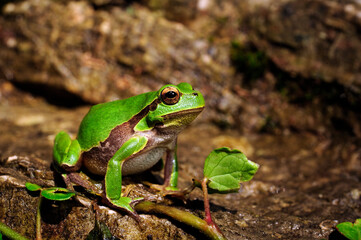 Europäischer Laubfrosch // European tree frog (Hyla arborea) 