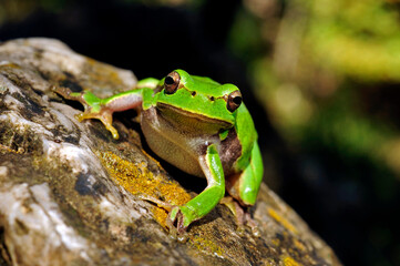 European tree frog // Europäischer Laubfrosch (Hyla arborea) 