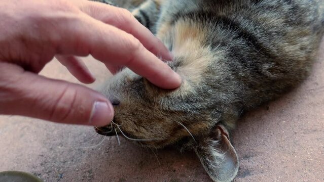 Closeup of a person scratching gently the chin of a stray cat