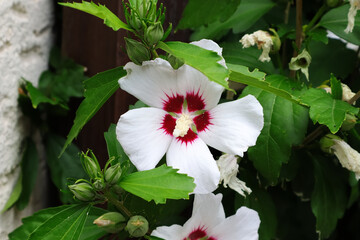 Hibiskus, Blüte, Blüten, Blumen, Sträucher, Garten Sommer © Sambucca Mai