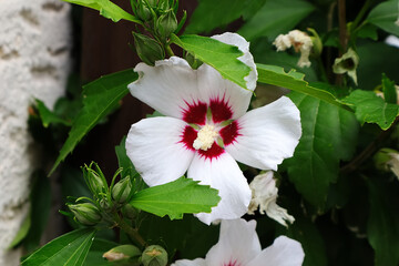 Hibiskus, Blüte, Blüten, Blumen, Sträucher, Garten Sommer © Sambucca Mai