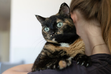 the cat looks over the shoulder of the owner. the cat is sitting on the shoulder of copy space