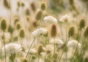flowers in soft mist