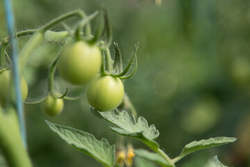 green tomatoes on the vine