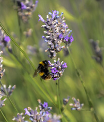 bee on lavender