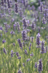 lavender flowers in garden