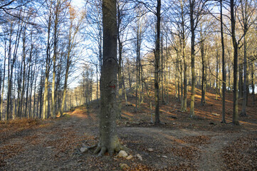 A forest in winter and naked of leaves.