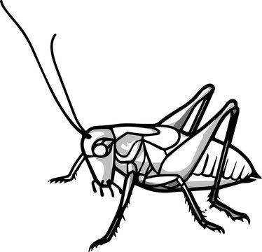 Grasshopper in shades of gray vector drawing made by hand in one line for coloring books and for illustrations