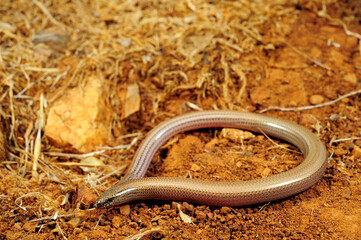 Gesprenkelter Schlangenskink // Greek snake skink (Ophiomorus punctatissimus) - Pylos, Peloponnese, Greece