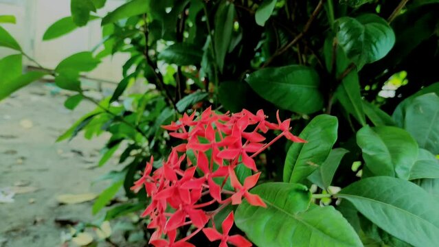 Lxoroideae Ro Jungle Geranium Taken From High Angle Shot Photo