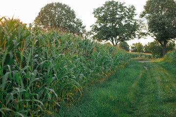 Saturated beautiful juicy green field of corn in sunset light. Summer. Harvest. Eco. Bio.