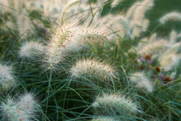 ears in a wheat field during the sunset against the backdrop of a trees when the harvest is ripe
