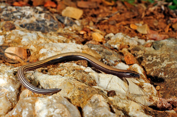 Gesprenkelter Schlangenskink // Greek snake skink (Ophiomorus punctatissimus) - Pylos, Peloponnes, Griechenland