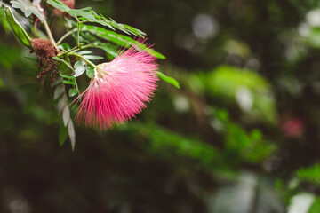 pink persian silk tree blossom
