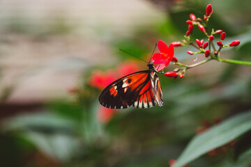 heliconius melpomene butterfly on little red flower