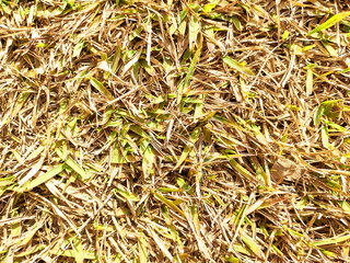 background and banner with close-up photo of soccer field lawn to be used for 2022 world cup