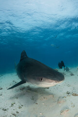 Big tiger shark with dangerous jaws in the deep of Indian Ocean on tropic Maldives islands