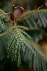 bipinnada