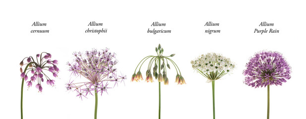 verschiedene Allium-Blüten mit Text