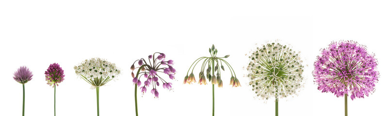verschiedene Allium-Blüten - obrazy, fototapety, plakaty