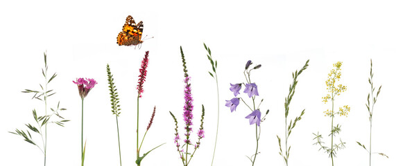 Wiesenblumen mit Gräsern und Schmetterling mit weissem Hintergrund - obrazy, fototapety, plakaty