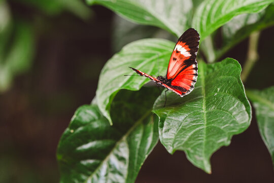 heliconius melpomene butterfly on leaf
