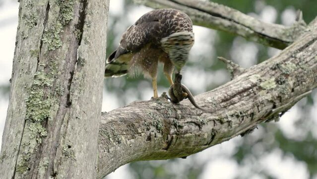 Crested serpent eagle (Spilornis cheela) with a snake skill