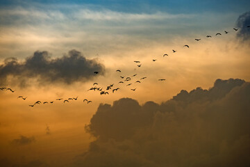 Ein Schwarm Gänse fliegt am Himmel bei Sonnenuntergang, Dänemark