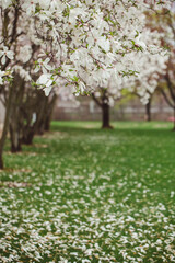 blooming tree of magnolia stellata in spring