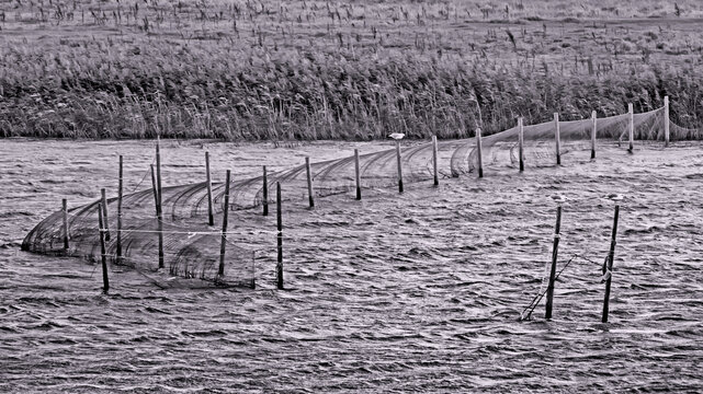 Von Berufsfischern ausgelegte Fischernetze im d&auml;nischen See Flade S&oslash;, J&uuml;tland, schwarzwei&szlig;e Aufnahme