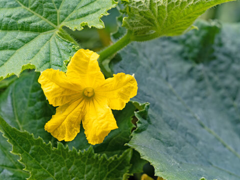 Nahaufnahme einer gelben Blüte einer Gurkenpflanze, Cucumis