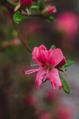 amazing rhododendron flowering in park