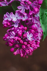 branch of lilac flowers closeup