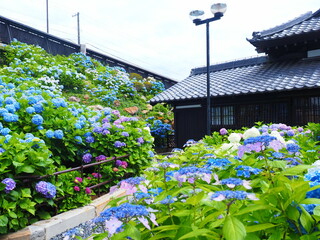 Fototapeta premium 北海道の絶景 小樽貴賓館 旧青山別邸のあじさい園