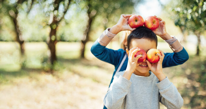 Children with Apple in Apple Orchard. Harvest Concept. Garden, Boy and girl eating fruits at fall. Child picking apples on farm in autumn. Children and Ecology. Healthy nutrition Garden Food.